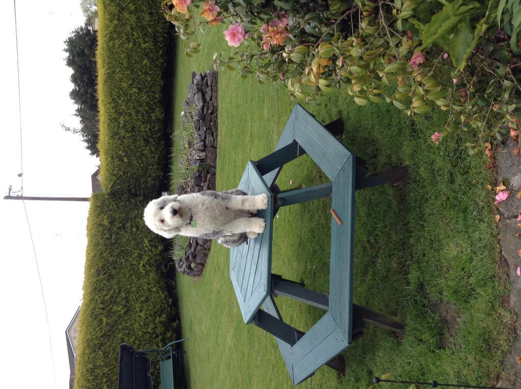 Riverwalk House B&B Oughterard Extérieur photo